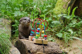 Brain Training for Otters at the Cornish Seal Sanctuary