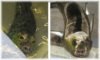 Bagshot (left) and Gilderoy (right)