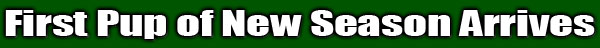 First Pup of New Season Arrives