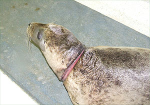 Myrtle safely back at the Sanctuary Hospital