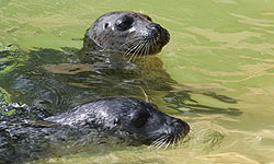 Luna and Sija, our Common Seals