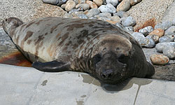 Sahara, our Hooded Seal
