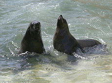 Andy and Chaff, our Fur Seals