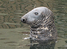Flipper, our resident Grey Seal