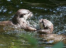 Starsky and Hutch, our Otters