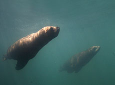 Our Seal Lions
