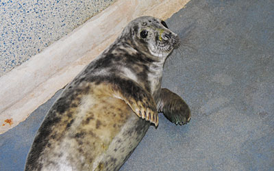 Ronseal
