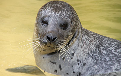Common Seal