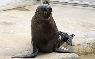 Fur Seals