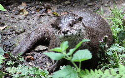 Otters