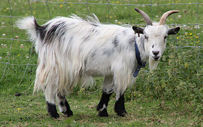 Paddocks
