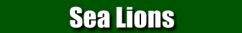 Sea Lions