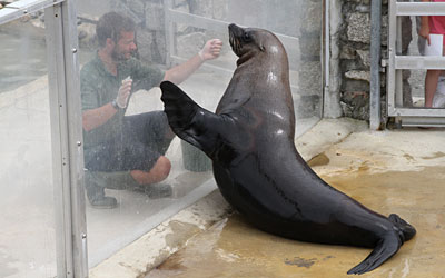 Chaff - Fur Seals
