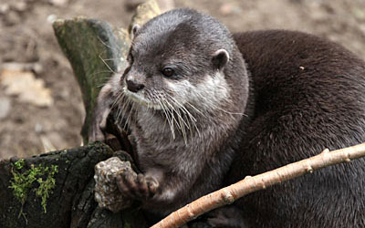 Otters