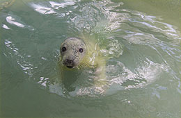 Hermione swimming lesson