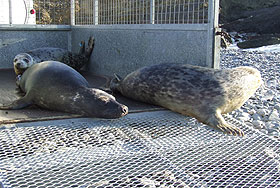 Seal Release on 11th February 2010