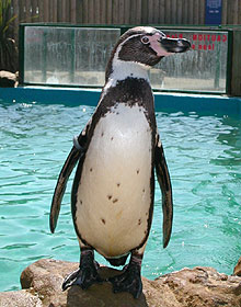 An image of a Humboldt Penguin