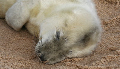 Call for more Seal spotters!