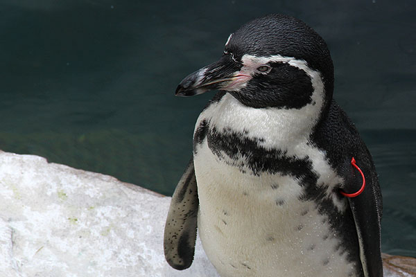 Piran - Humboldt penguins
