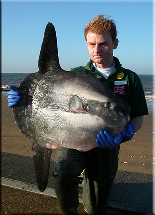 a rare sunfish washed up at Heacham