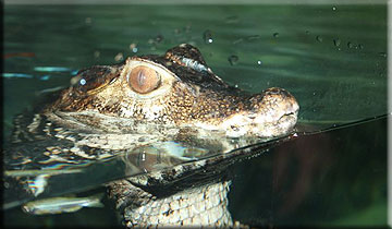 Crocodiles - photo by Doris