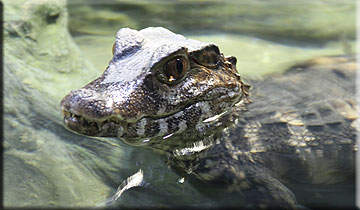 Crocodiles - photo by Doris