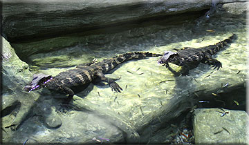 Crocodiles - photo by Doris