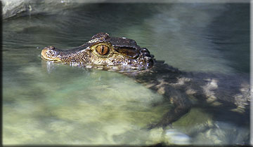 Crocodiles - photo by Doris