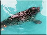 a rescued grey seal pup