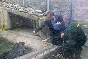 Pirate FM breakfast radio show presenter Bob McCreadie serves lunch to our resident common seals Flotsam and Jetsam - Photo Copyright of Pirate FM Radio