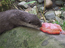 Otters