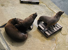 Sea Lions