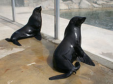 Andy and Chaff, our Fur Seals