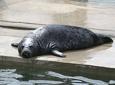 Yulelog our Grey Seal