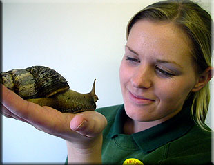 Kirsty Sopp (Aquarist) with one of the African Giant land Snails
