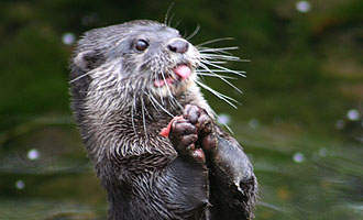 Otters