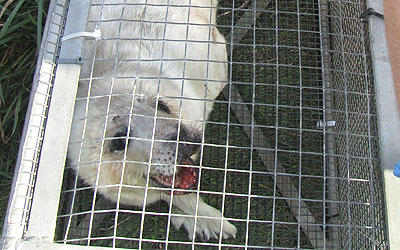 Photo taken by Sue Sayer of the Cornwall Seal Group