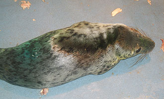 A very sleepy seal, who enjoys her fish!