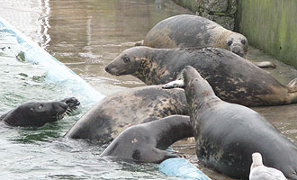 Residents in the Convalescent Pool