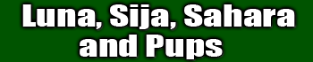 Luna, Sija, Sahara and Pups