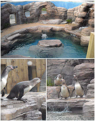Penguins arrive and start exploring their new home