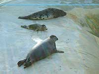 Common seal meets Grey seal pup and Hooded seal