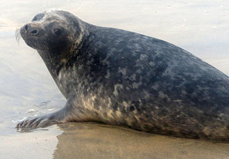 Photo of Marti Pellow taken by Sue Sayer of the Cornwall Seal Group