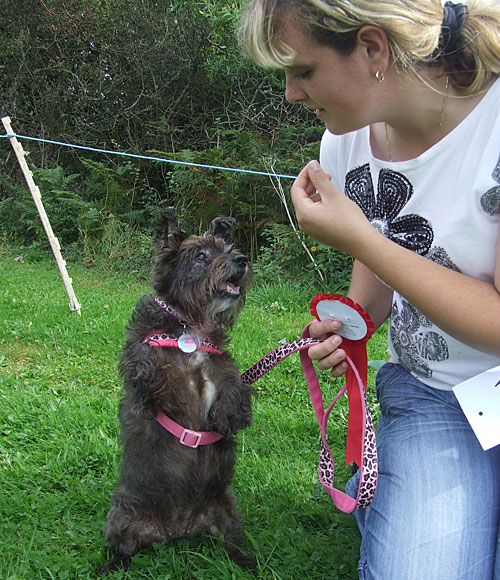 Dog Show