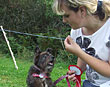 Dog Show