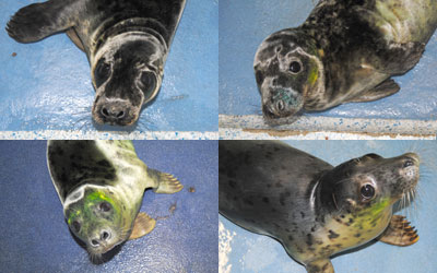 Bob Champion, Peter, Bronte and Marilyn Monroe