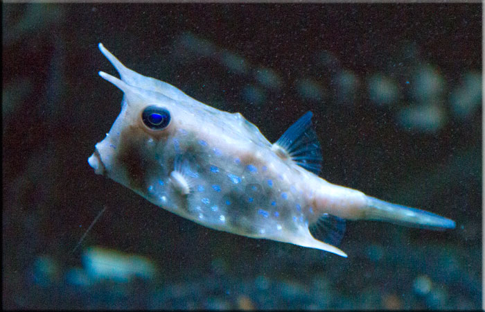 Long Horned Cow Fish