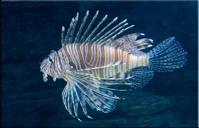 Lionfish