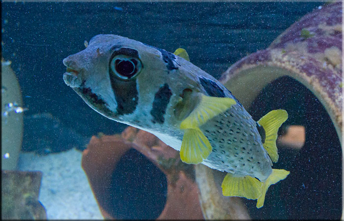 Porcupine Puffer Fish