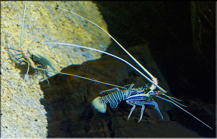 Painted Lobster